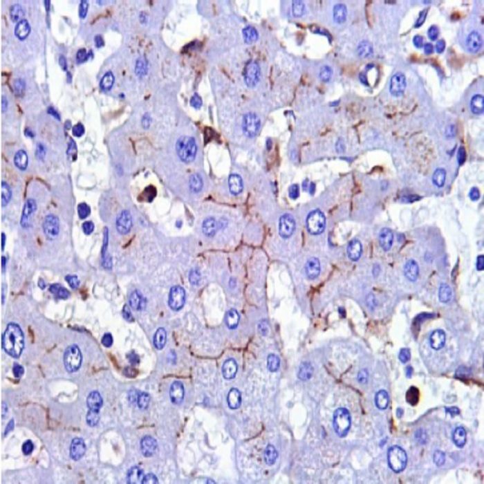 Carcinoembryonic antigen (CEA) polyclonal Antibody (Polyclonal)