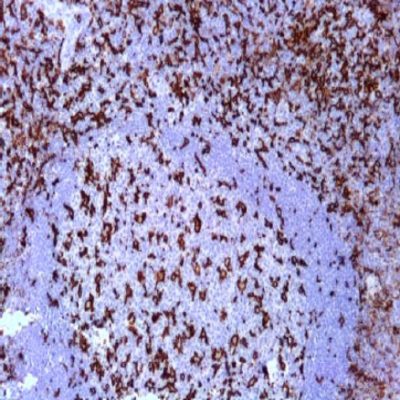 CD11c (Integrin Alpha-X) Monoclonal Antibody