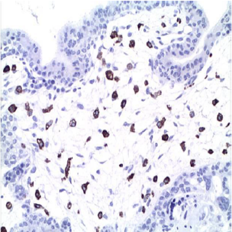 CD163 Monoclonal Antibody