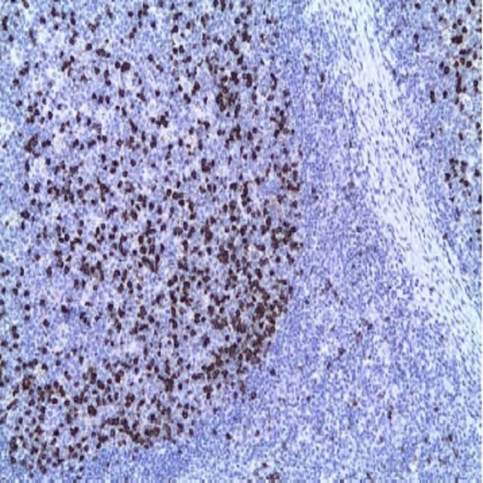 CD57 Monoclonal Antibody