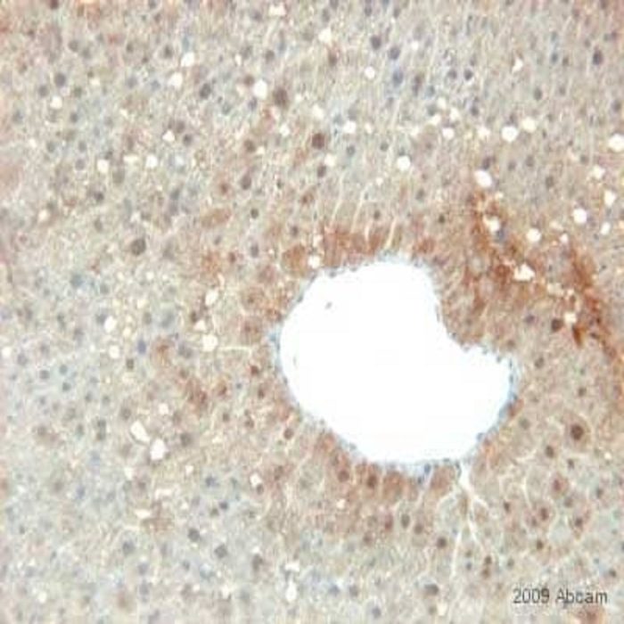 Prohibitina (Mitochondrial Marker) (MTC02)