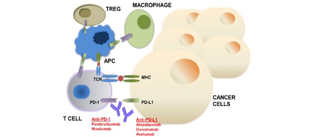استفاده از آنتی بادی PD-L1 در تشخیص سرطان سینه