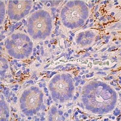 Sage IHC AntiBody VIP Clone H-6