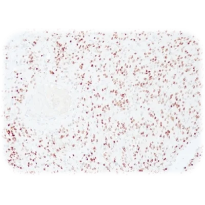 آنتی بادی Olig 2 Protein کلون QR071 برند Quartett