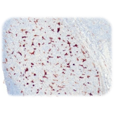 آنتی بادی Glutamine Synthetase کلون QR090 برند Quartett